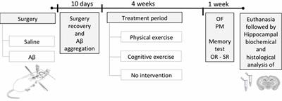 The Reversal of Memory Deficits in an Alzheimer’s Disease Model Using Physical and Cognitive Exercise